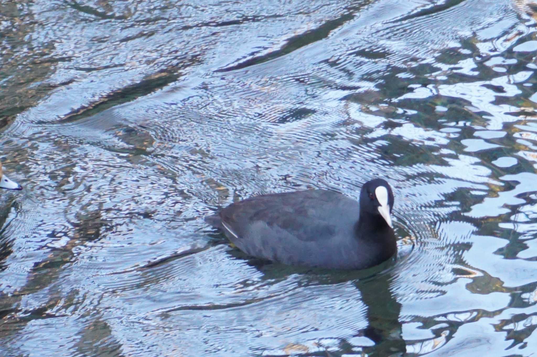 Photo of Eurasian Coot at 江津湖 by Joh
