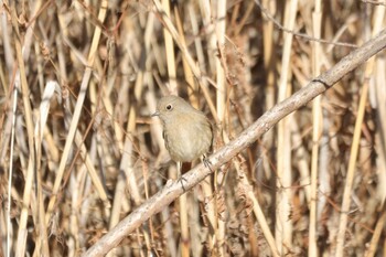 Daurian Redstart Kitamoto Nature Observation Park Sat, 1/22/2022