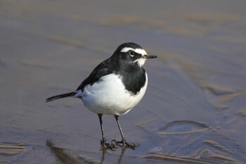 セグロセキレイ 北本自然観察公園 2022年1月22日(土)