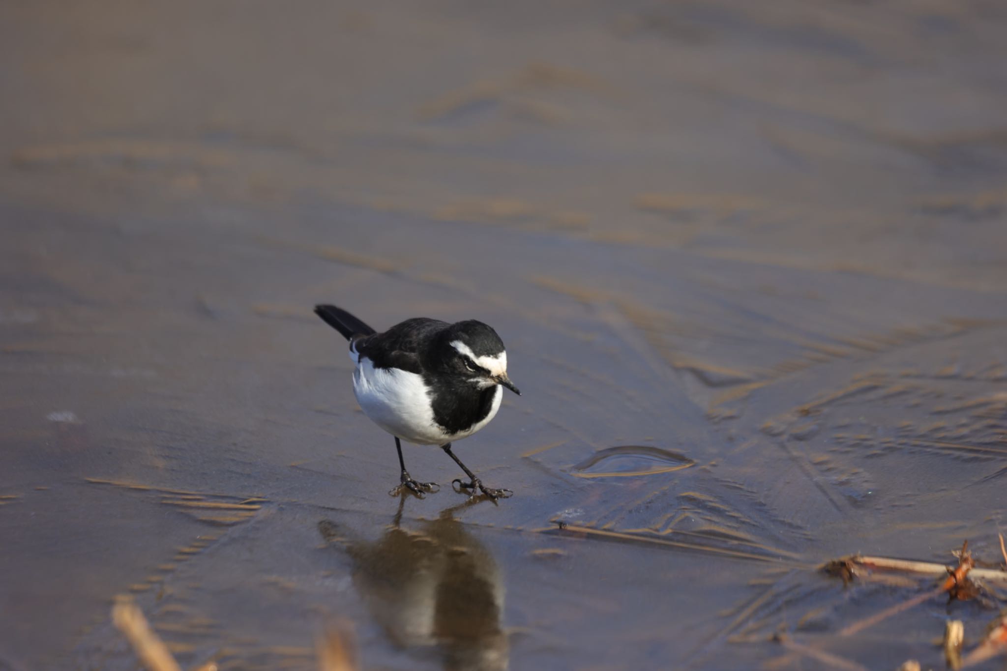 Photo of Japanese Wagtail at Kitamoto Nature Observation Park by まこぴー