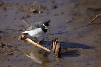 Japanese Wagtail Kitamoto Nature Observation Park Sat, 1/22/2022