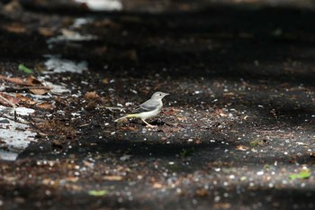 Sat, 7/15/2017 Birding report at Yanagisawa Pass