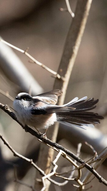 Long-tailed Tit Komiya Park Sat, 1/22/2022