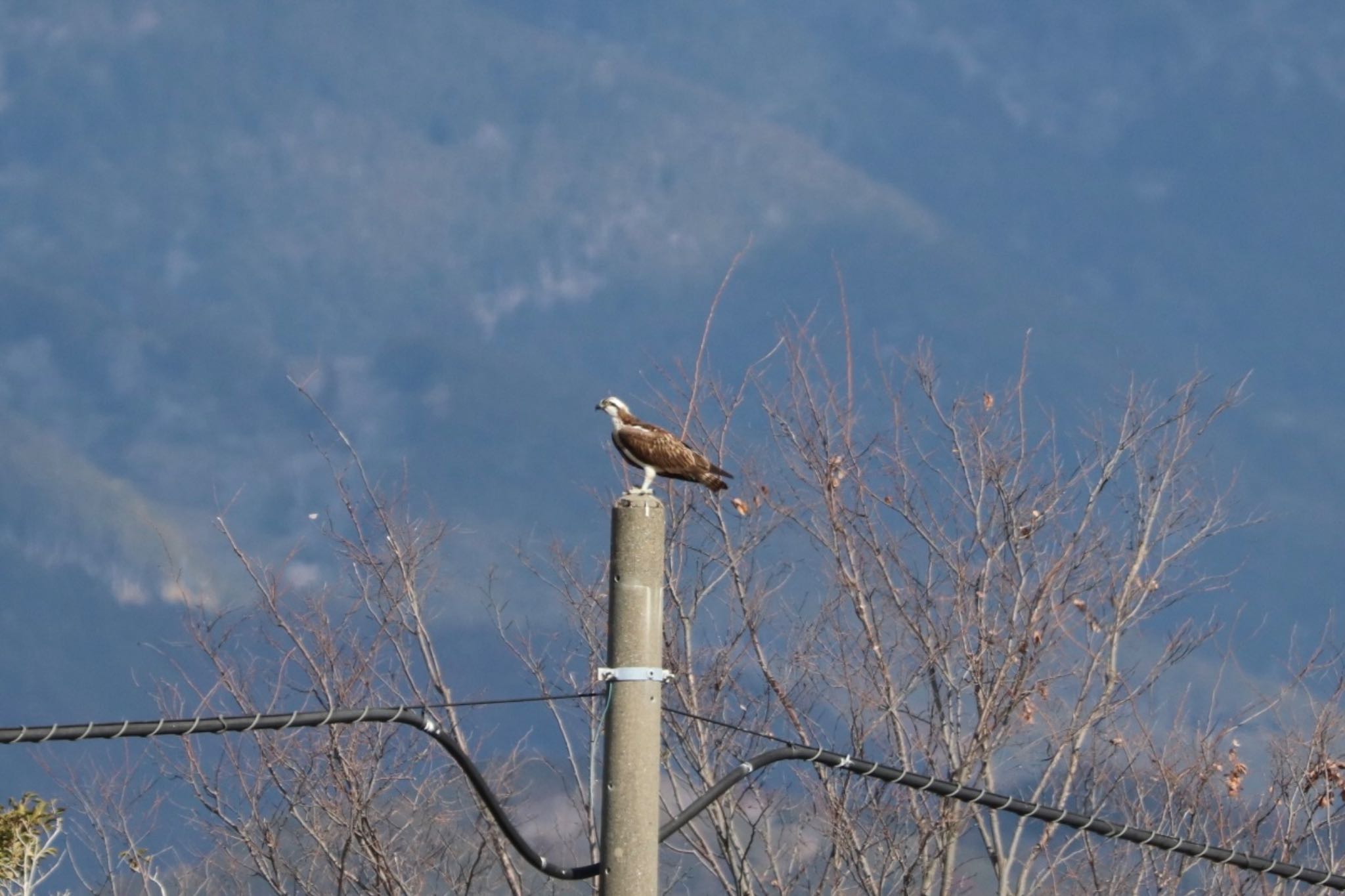 Osprey