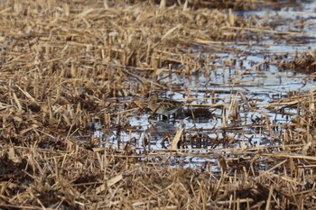 Common Snipe 浮島ヶ原自然公園 Sat, 1/22/2022