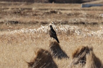 Black Kite 浮島ヶ原自然公園 Sat, 1/22/2022