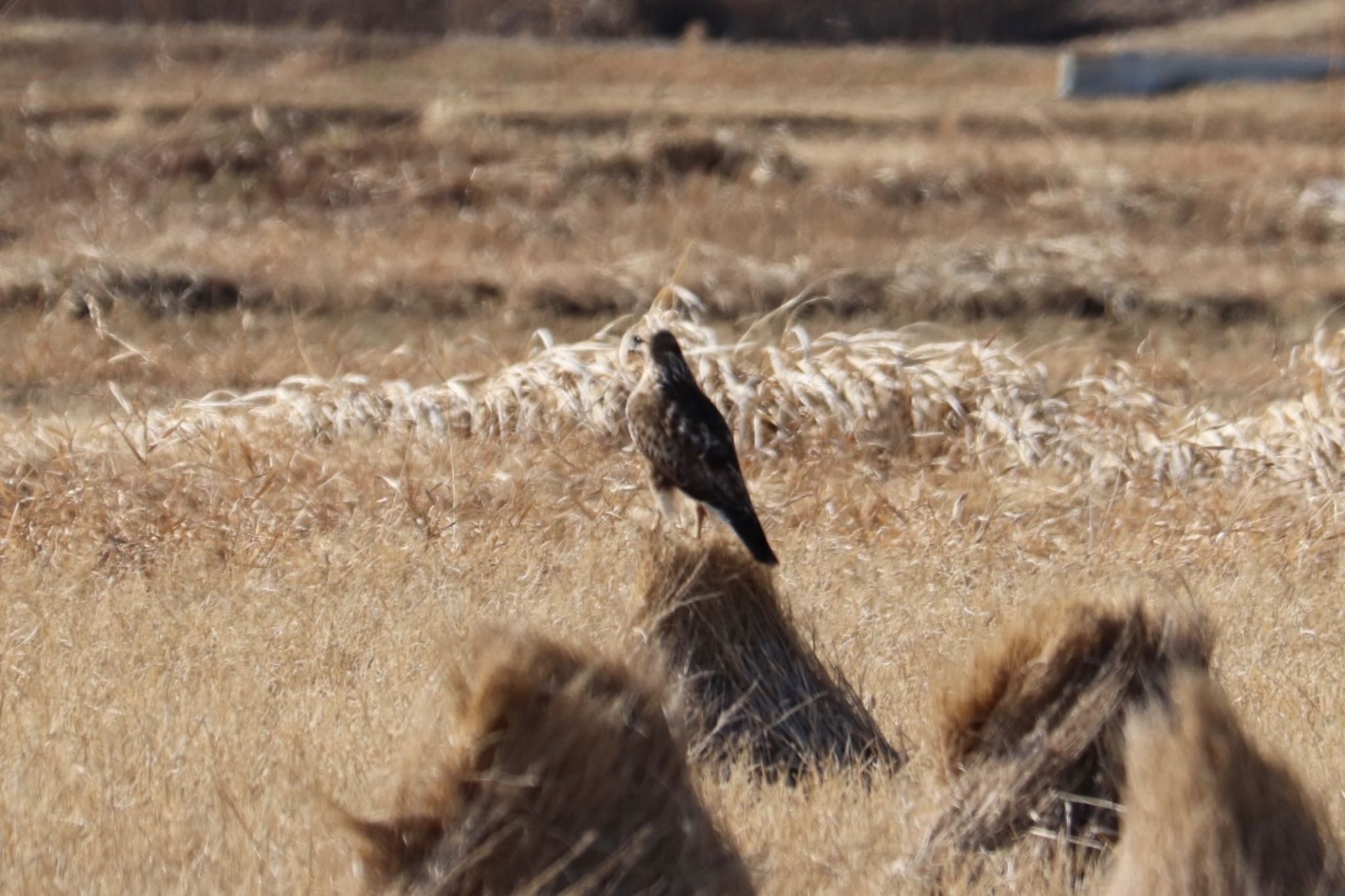 Black Kite