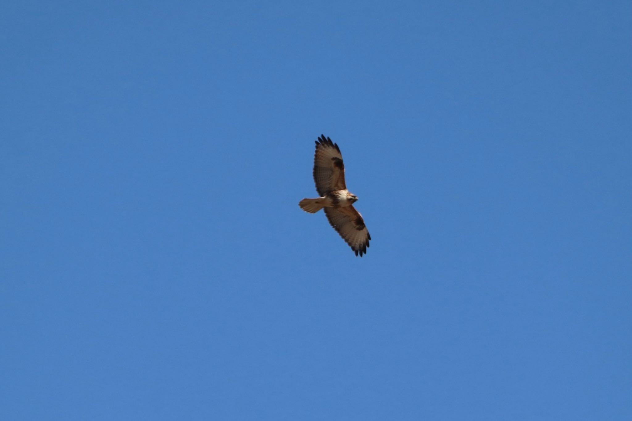 Photo of Eastern Buzzard at 浮島ヶ原自然公園 by monsuke