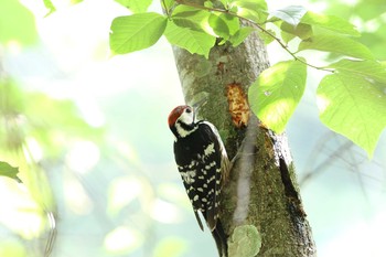 White-backed Woodpecker Yanagisawa Pass Sat, 7/15/2017