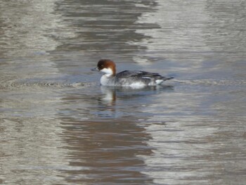 Smew 浮島ヶ原自然公園 Sat, 1/22/2022