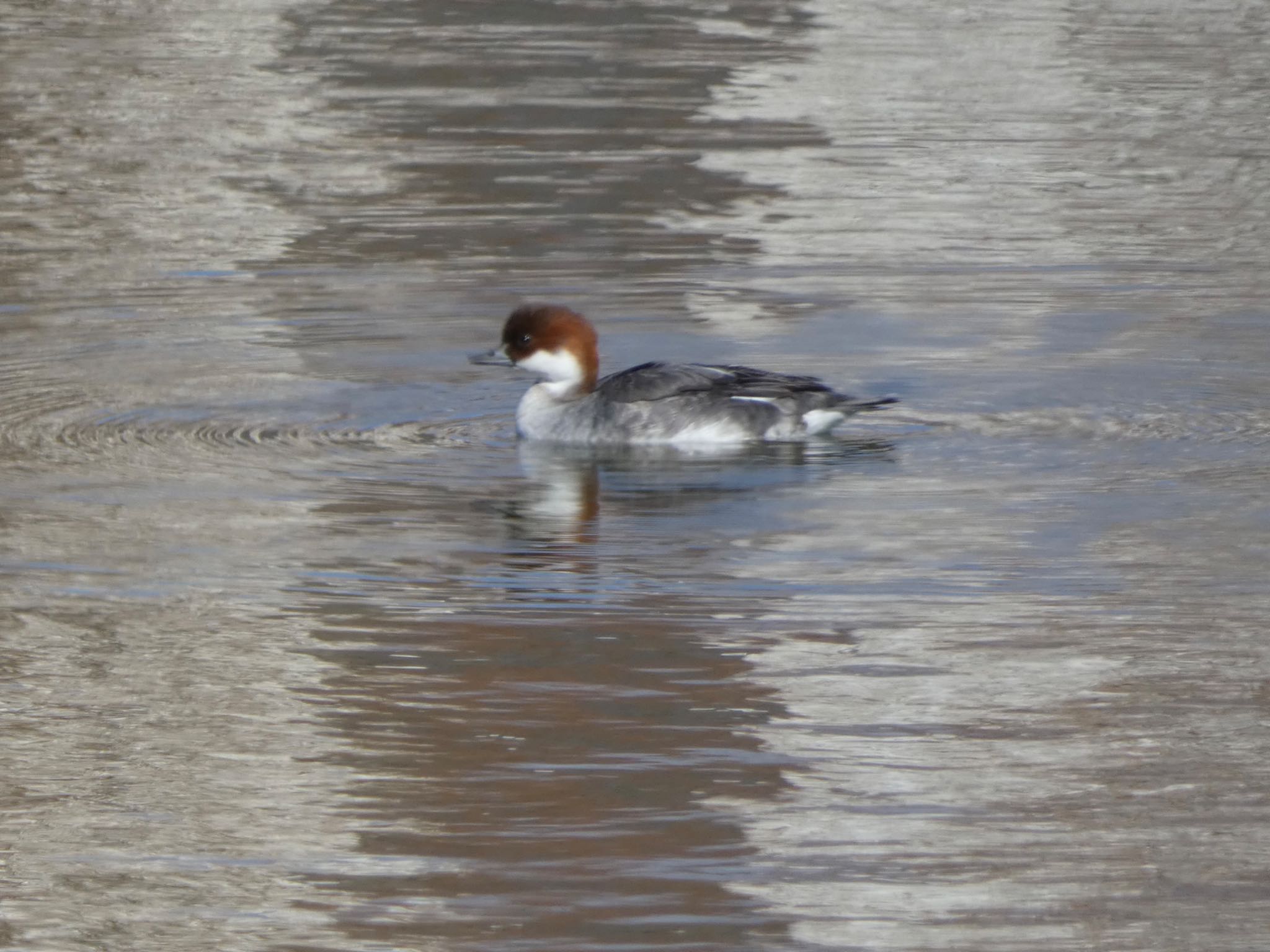 Smew