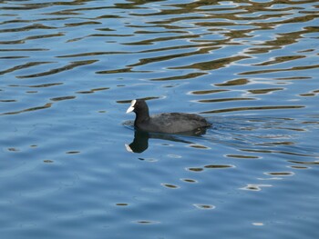 オオバン 浮島ヶ原自然公園 2022年1月22日(土)