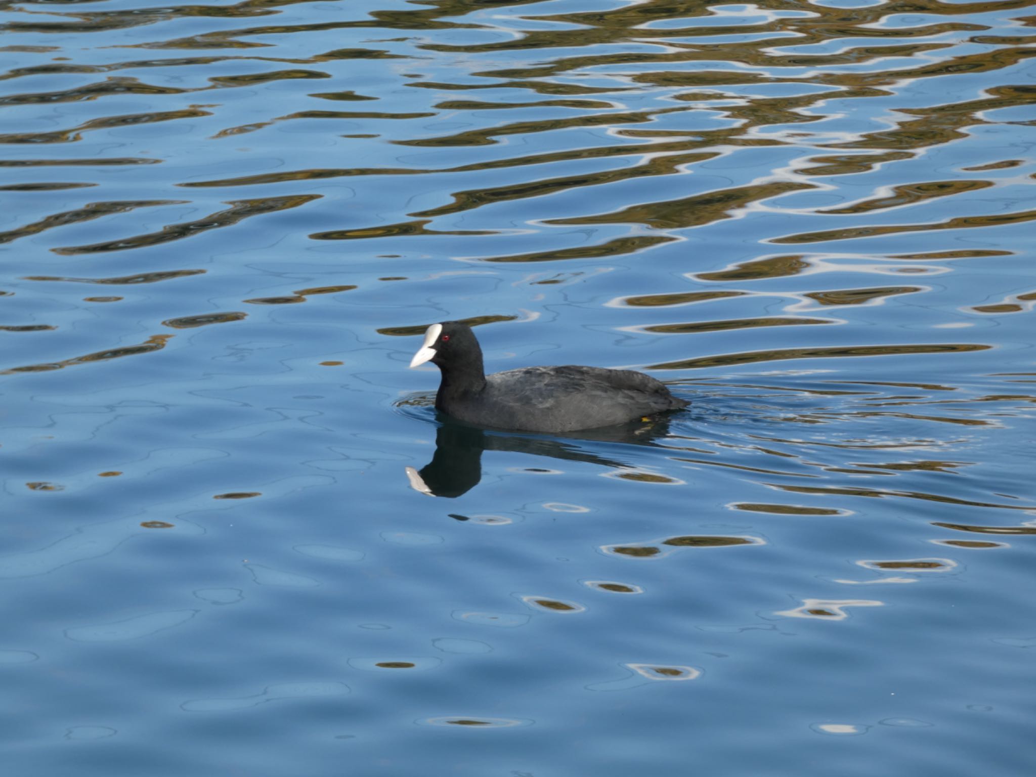 Photo of Eurasian Coot at 浮島ヶ原自然公園 by monsuke