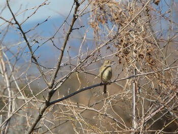 Daurian Redstart 浮島ヶ原自然公園 Sat, 1/22/2022