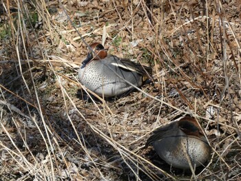 Eurasian Teal 浮島ヶ原自然公園 Sat, 1/22/2022