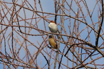 Russet Sparrow 浮島ヶ原自然公園 Sat, 1/22/2022