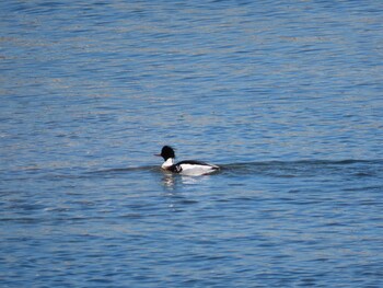 2022年1月22日(土) 鈴鹿川河口の野鳥観察記録