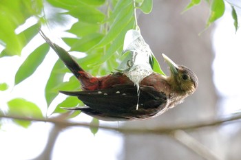 Okinawa Woodpecker やんばるの森 Sat, 7/29/2017