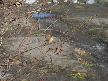 Bull-headed Shrike 酒匂川河口 Sun, 1/16/2022