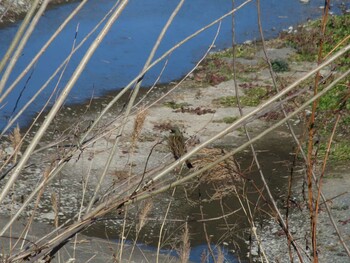 Masked Bunting 酒匂川河口 Sun, 1/16/2022