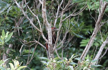 Okinawa Woodpecker やんばるの森 Sat, 7/29/2017