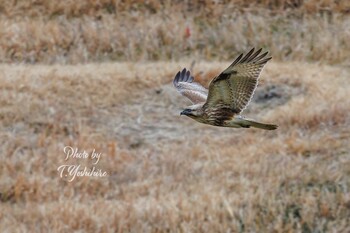 2022年1月22日(土) 京田辺の野鳥観察記録