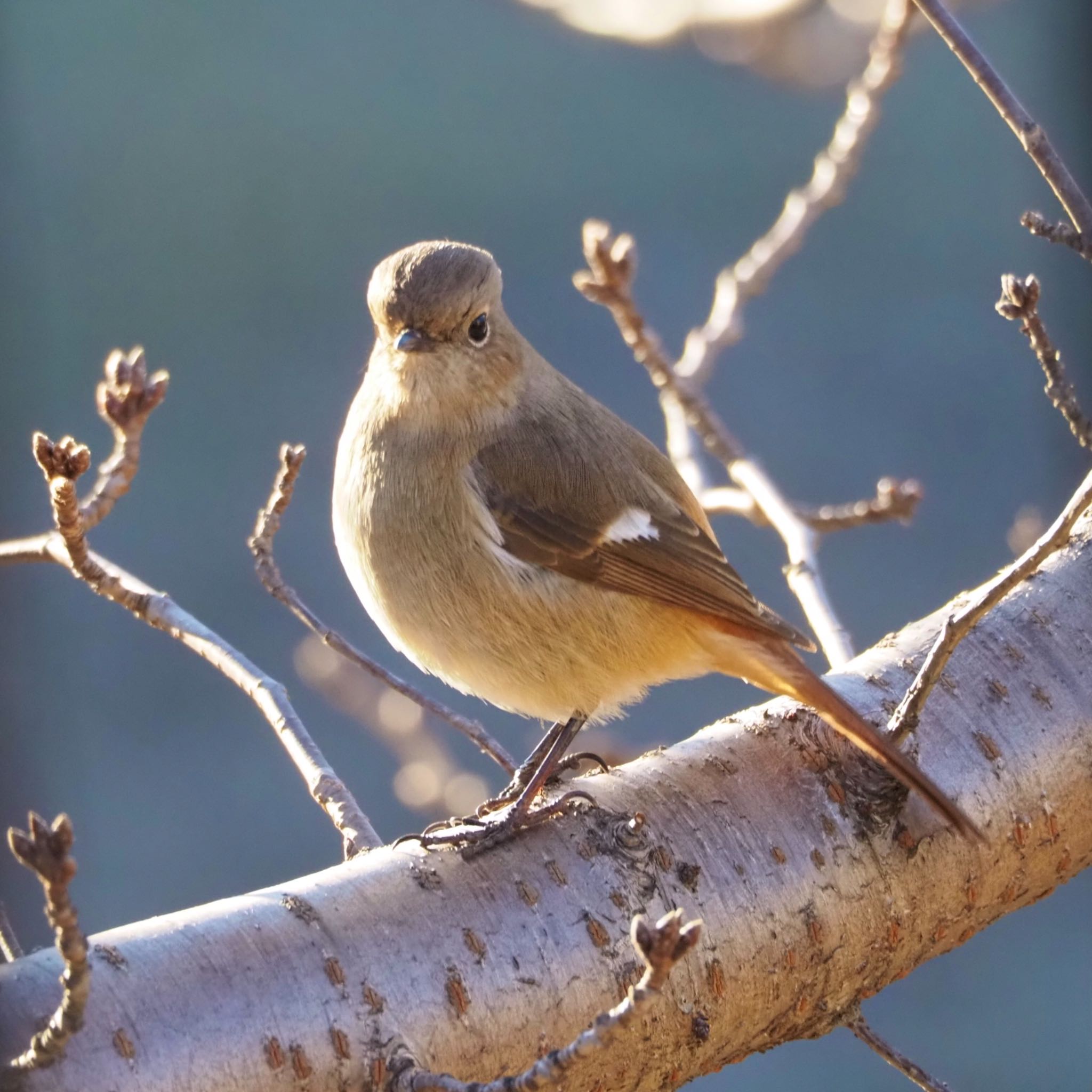 Photo of Daurian Redstart at 平城宮跡 by あん