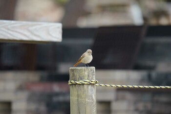 2022年1月22日(土) くろんど園地の野鳥観察記録