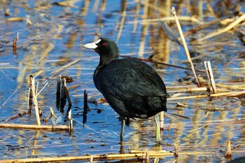 オオバン 葛西臨海公園 2022年1月22日(土)