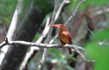 Ruddy Kingfisher(bangsi) 沖縄県沖縄市 Fri, 8/4/2017