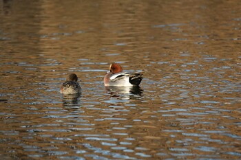 Eurasian Wigeon 打上川治水緑地 Sat, 1/22/2022