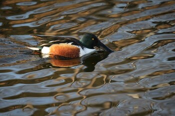 ハシビロガモ 打上川治水緑地 2022年1月22日(土)