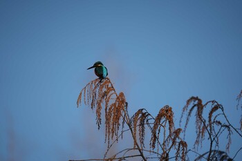 Common Kingfisher 打上川治水緑地 Sat, 1/22/2022