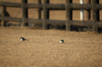 White Wagtail 打上川治水緑地 Sat, 1/22/2022