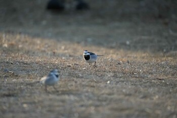 White Wagtail 打上川治水緑地 Sat, 1/22/2022