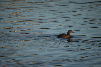 Little Grebe 打上川治水緑地 Sat, 1/22/2022