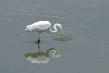 Great Egret 与根の三角池 Fri, 8/4/2017