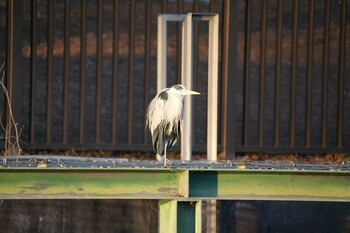 Grey Heron 打上川治水緑地 Sat, 1/22/2022