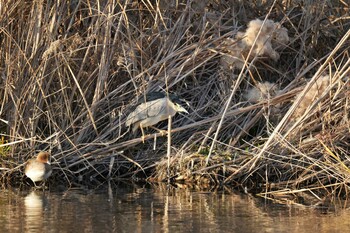 Black-crowned Night Heron 打上川治水緑地 Sat, 1/22/2022