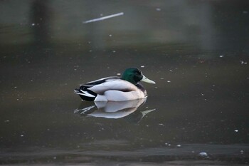 Mallard 打上川治水緑地 Sat, 1/22/2022