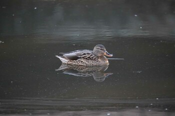 マガモ 打上川治水緑地 2022年1月22日(土)