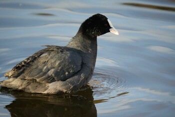 Eurasian Coot 打上川治水緑地 Sat, 1/22/2022