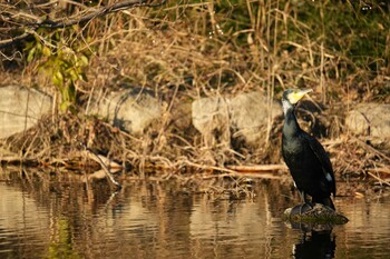 Great Cormorant 打上川治水緑地 Sat, 1/22/2022