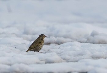 Olive-backed Pipit Unknown Spots Sun, 1/16/2022