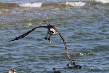 2022年1月22日(土) 五主海岸の野鳥観察記録