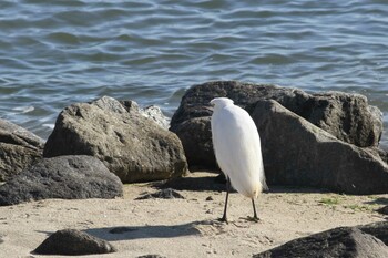 Little Egret Gonushi Coast Sat, 1/22/2022