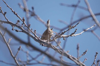 ホオジロ 引地川親水公園 2022年1月9日(日)