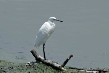 Little Egret 与根の三角池 Fri, 8/4/2017