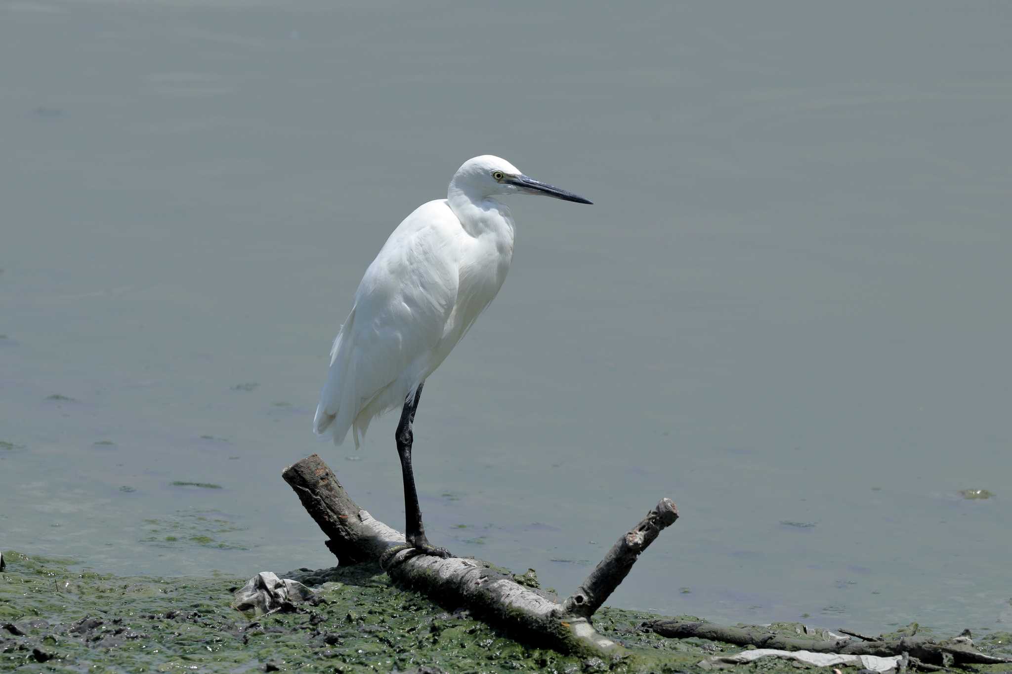 Photo of Little Egret at 与根の三角池 by Zakky