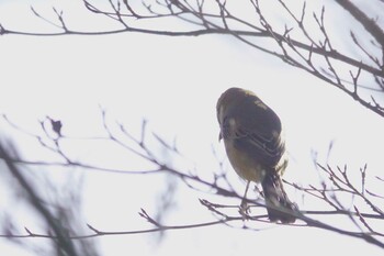 モズ 引地川親水公園 2022年1月9日(日)